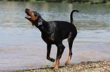 DOBERMANN 1118